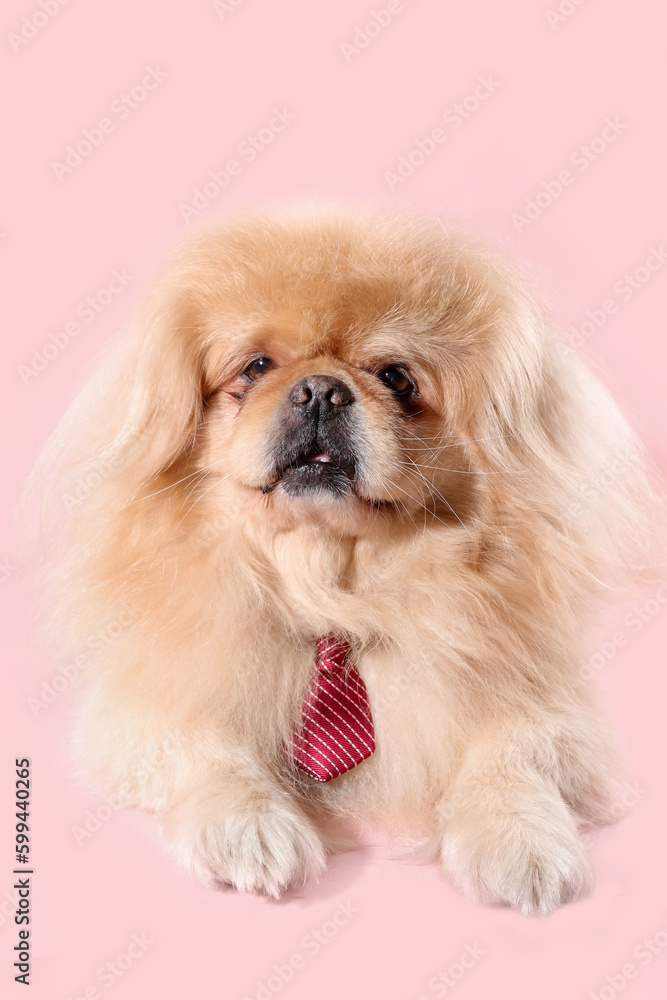 Cute dog with necktie on pink background