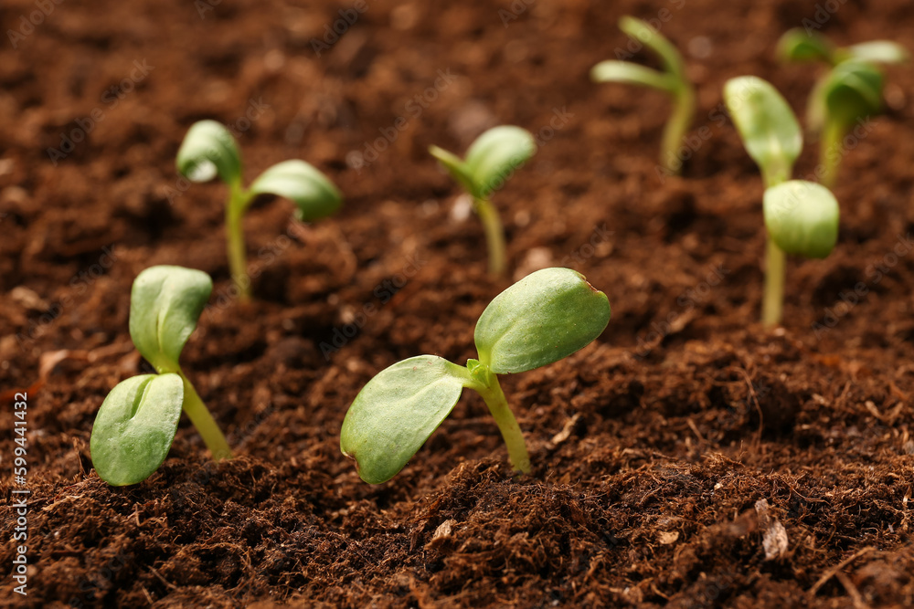 Green seedlings growing in garden outdoors