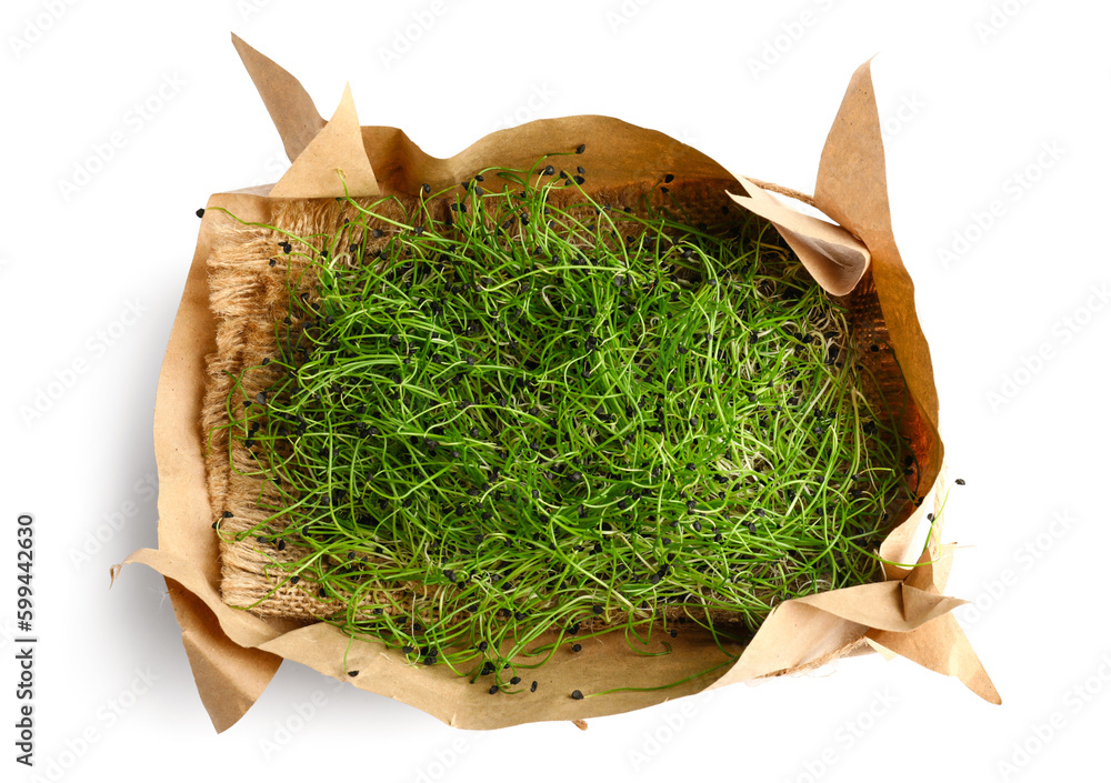 Fresh micro green on white background