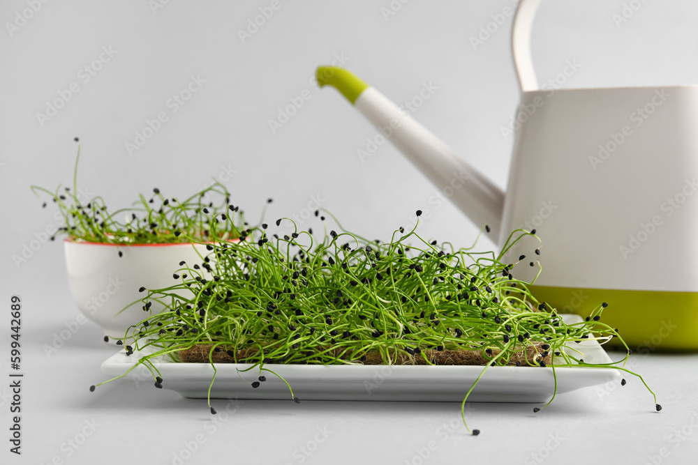 Plate with fresh micro green on light background