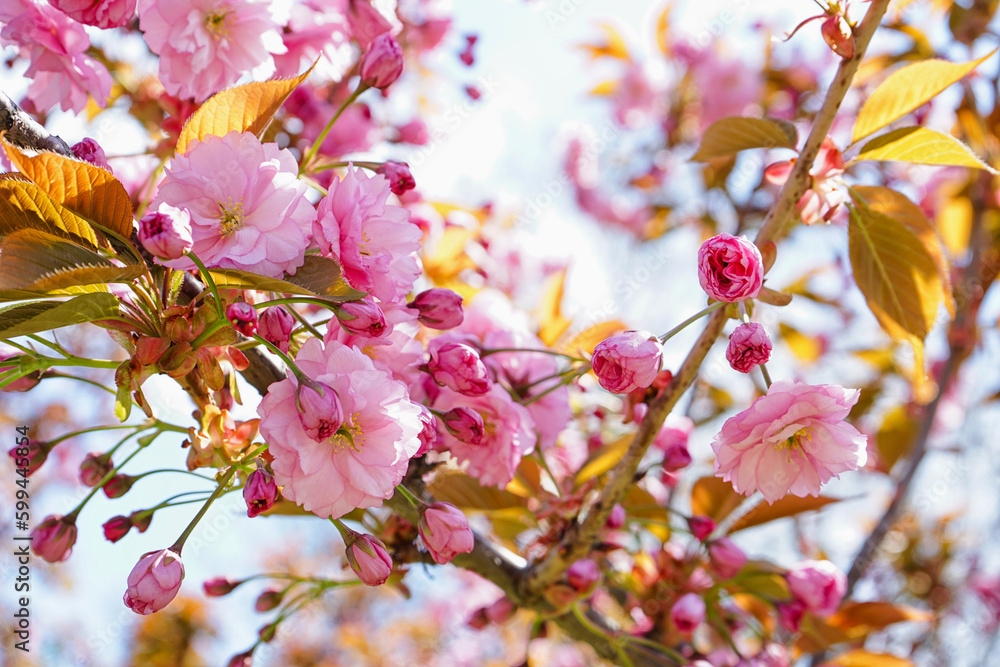 Tree with blooming pink flowers outdoors, closeup