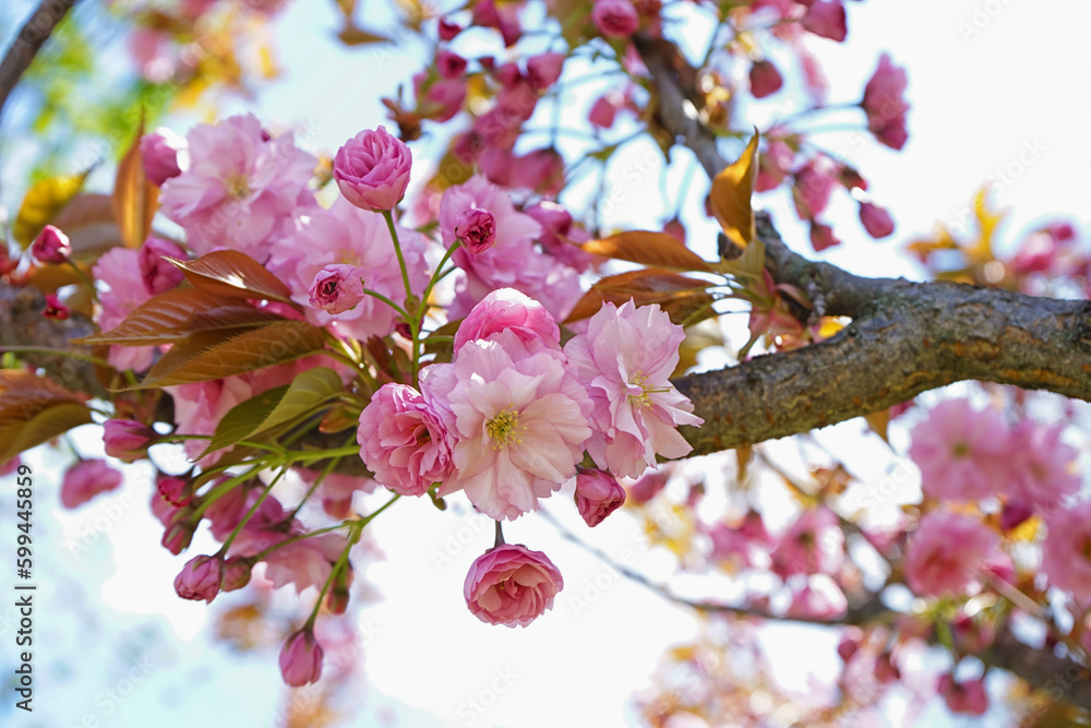 Tree with blooming pink flowers outdoors, closeup