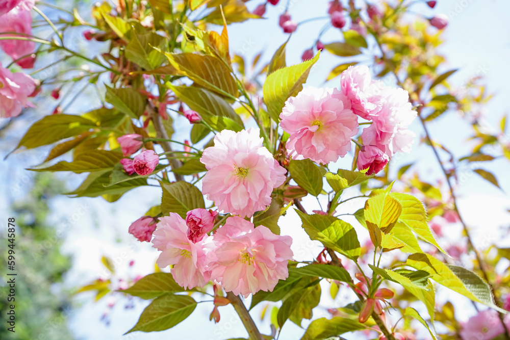 Tree with blooming pink flowers outdoors, closeup