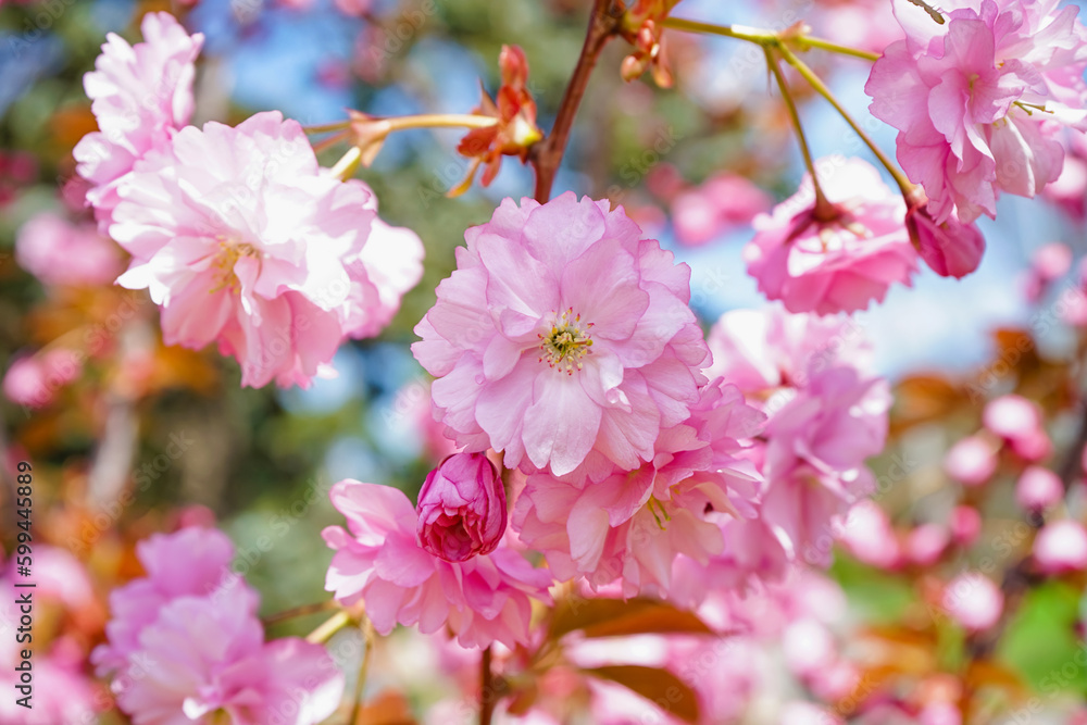 Tree with blooming pink flowers outdoors, closeup