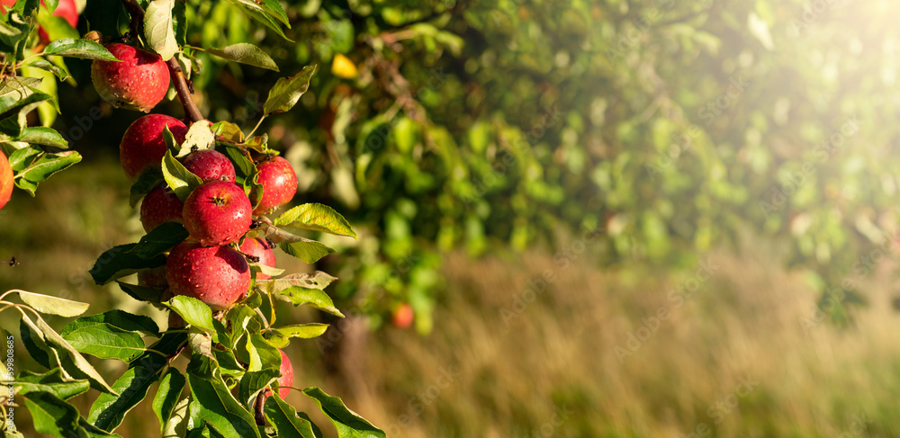 Apple trees on an organic fruit farm	