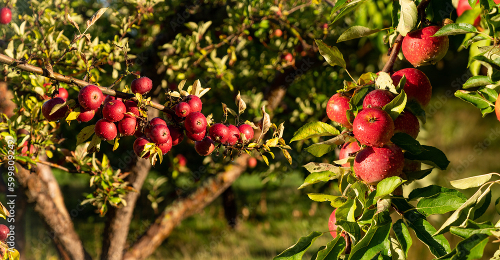 Apple trees on an organic fruit farm	