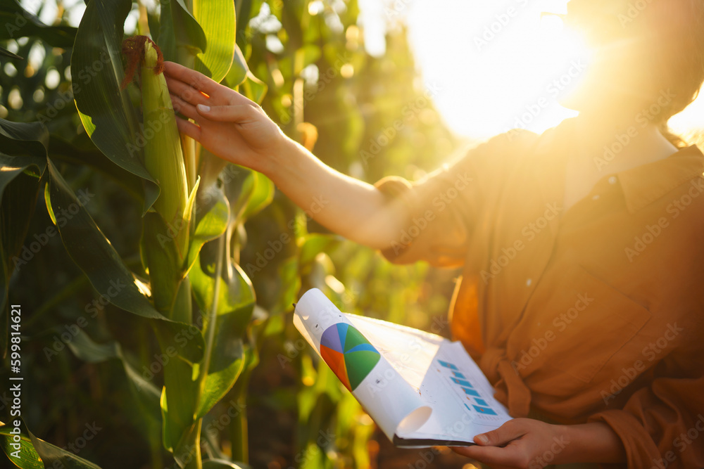 Business woman examines the quality of the corn field before harvesting. Harvest care concept.