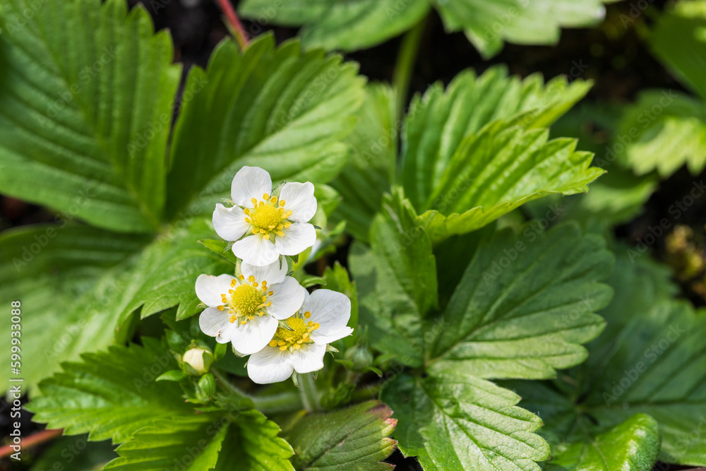 Wild strawberry flowers closeup in sunny spring day. Blooming strawberry bush in spring time.