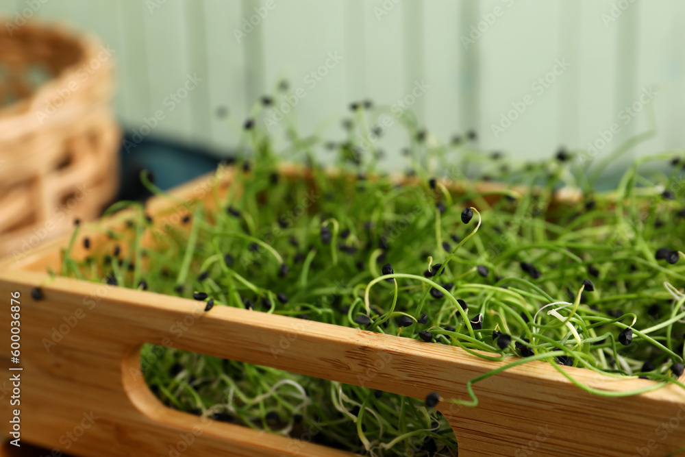 Wooden box with fresh micro green on table, closeup