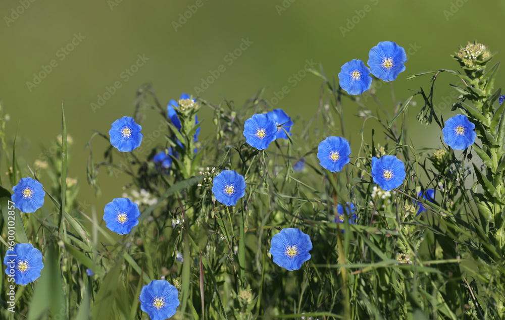 Bright blue flowers of Linum (flax) are arranged on a green background close-up