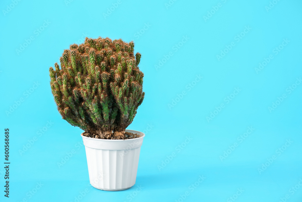 Pot with cacti on blue background