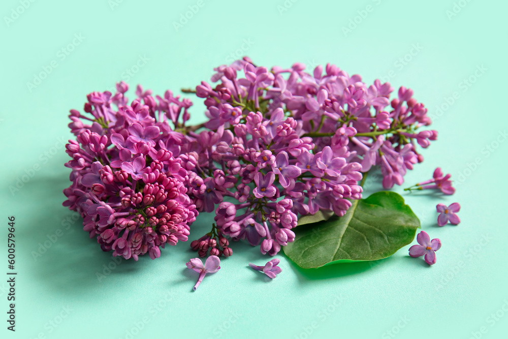 Blooming lilac flowers on turquoise background