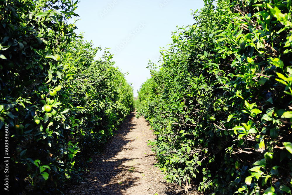 Rows of tangerine trees on plantation