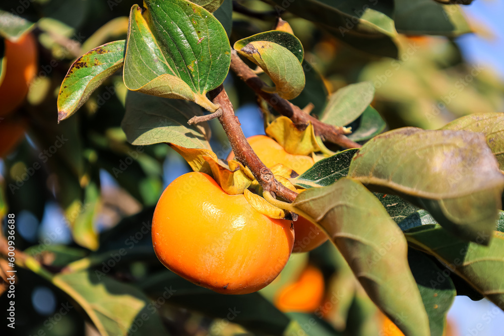 Tree branches with ripe persimmon fruits outdoors, closeup