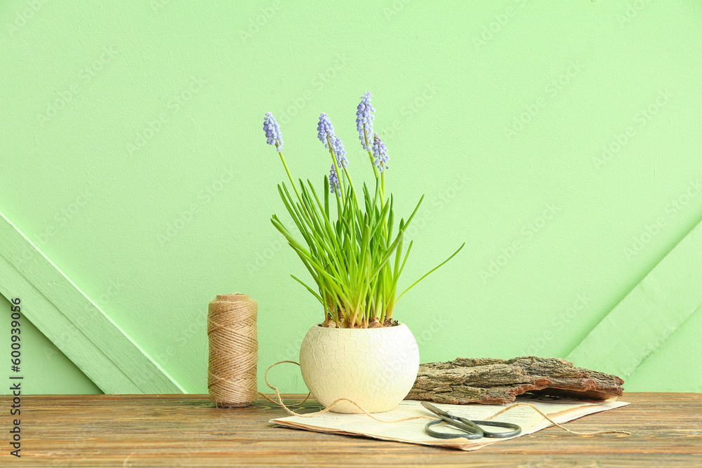 Vase with beautiful Muscari flowers on wooden table near green wall