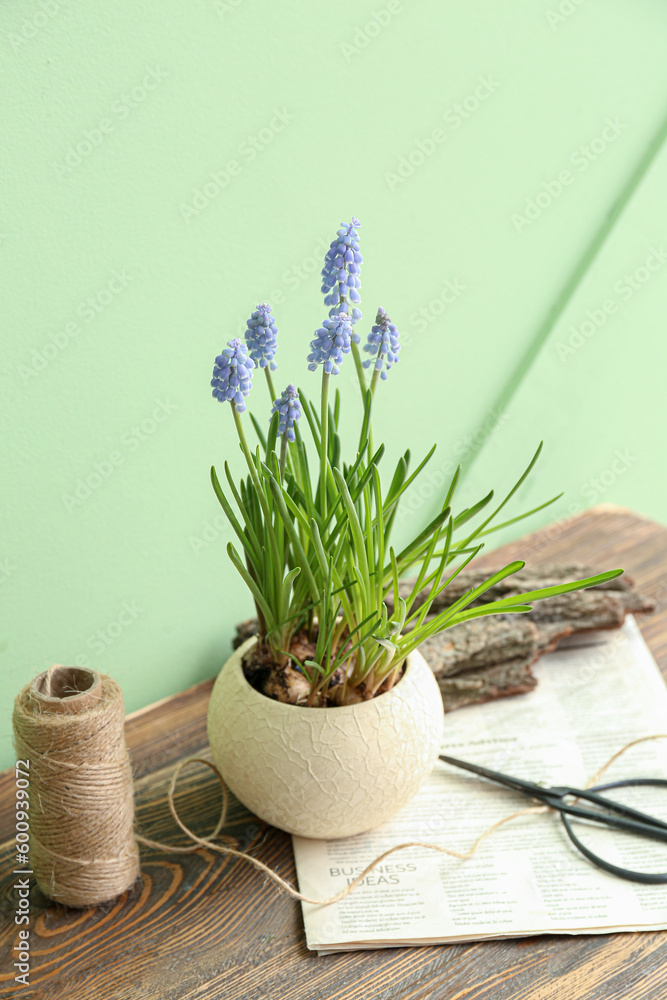 Vase with beautiful Muscari flowers on wooden table near green wall