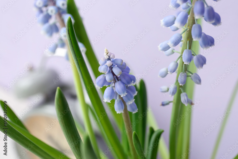 Macro view of beautiful Muscari flowers