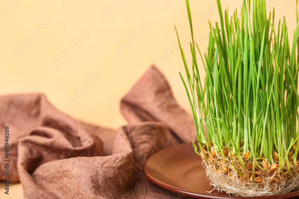 Fresh wheatgrass and kitchen towel on beige background