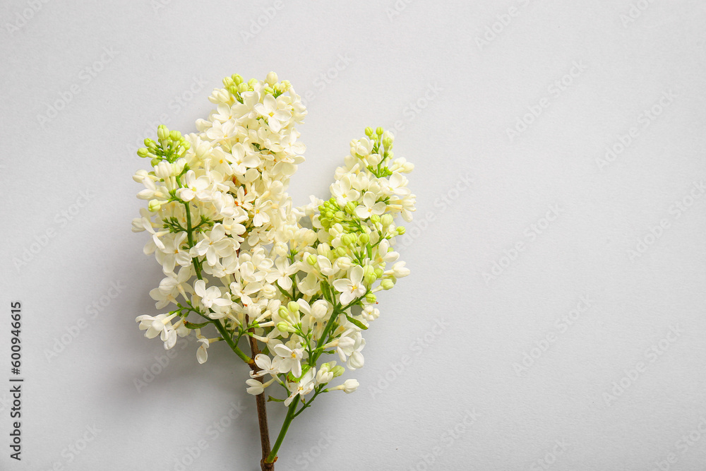 Blooming lilac flowers on grey background