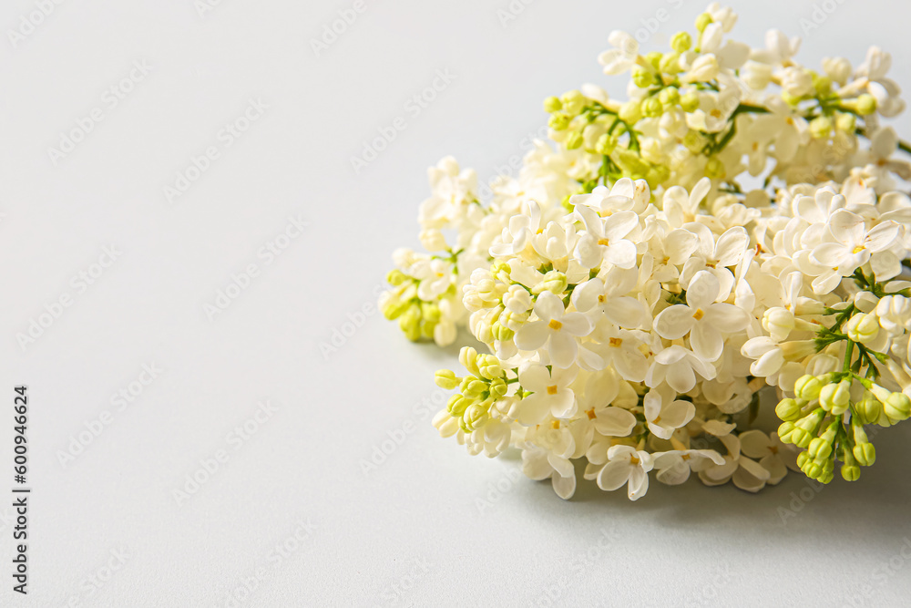 Blooming lilac flowers on grey background