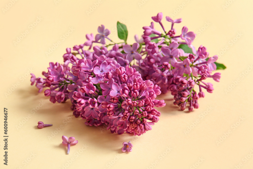 Blooming lilac flowers on beige background