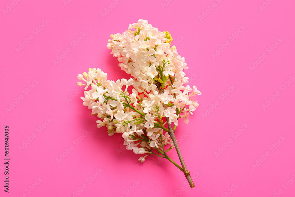 Blooming lilac flowers on pink background