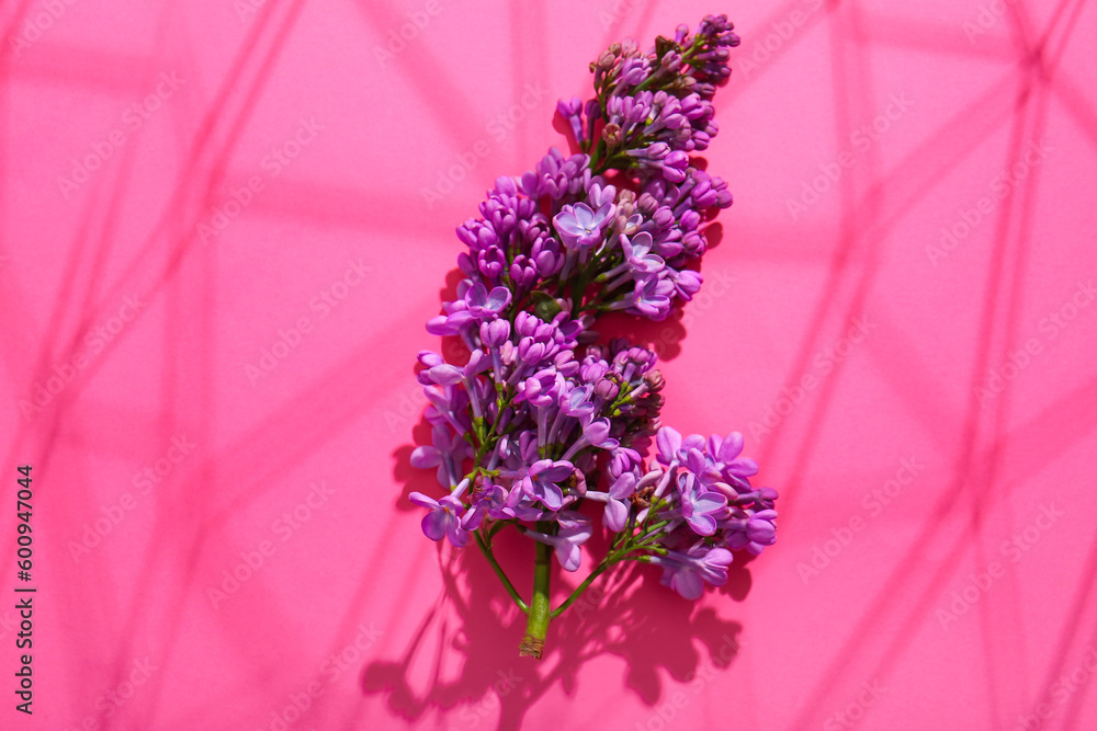 Blooming lilac flowers on pink background