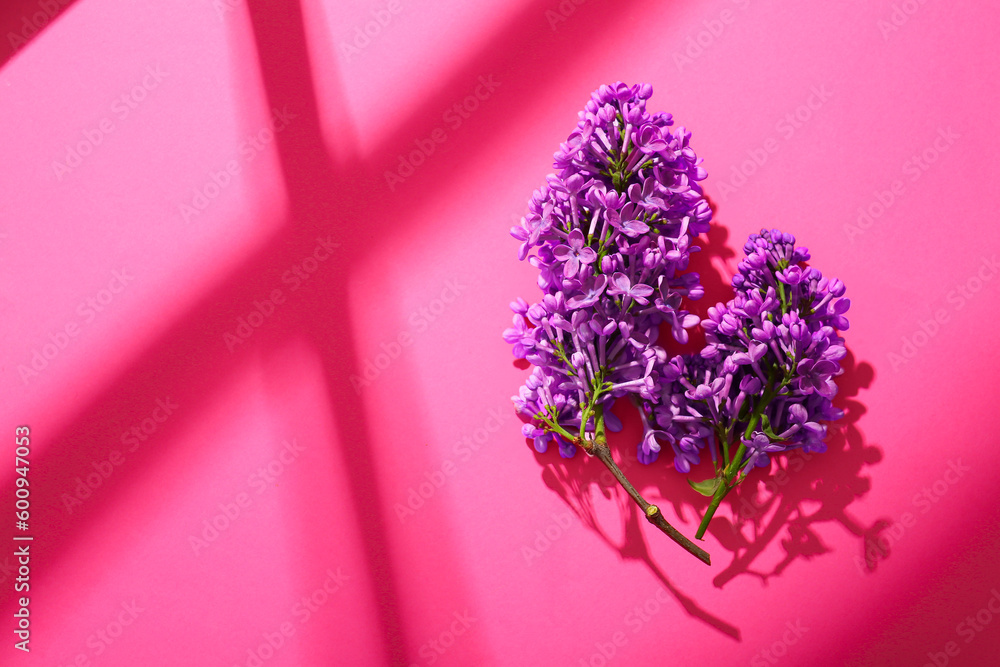 Blooming lilac flowers on pink background