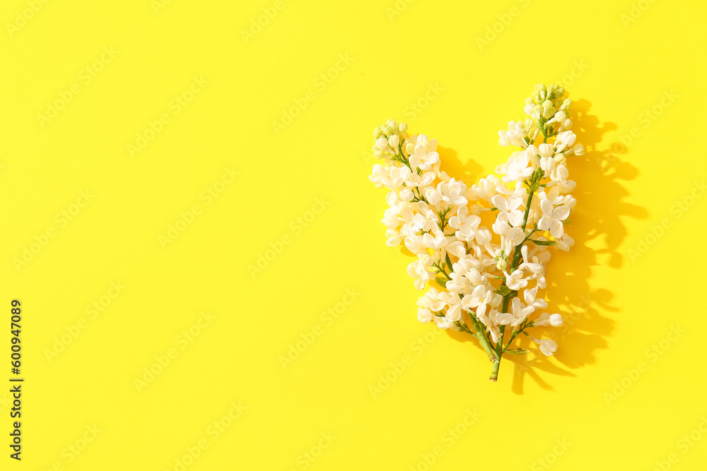 Blooming lilac flowers on yellow background