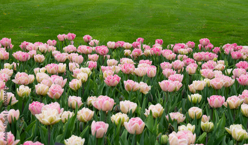 Tulips flower background