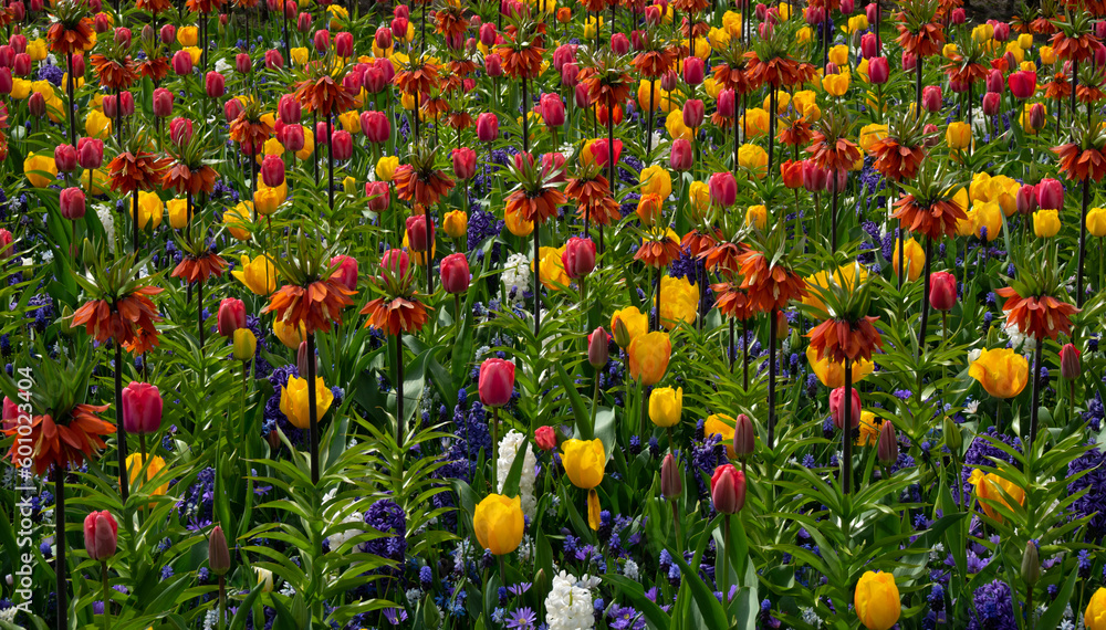 Beautiful and colorful tulips and yellow nacrissus