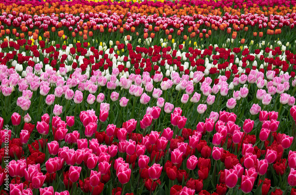 Tulips flower background