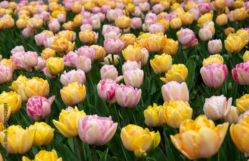 Tulips flower background