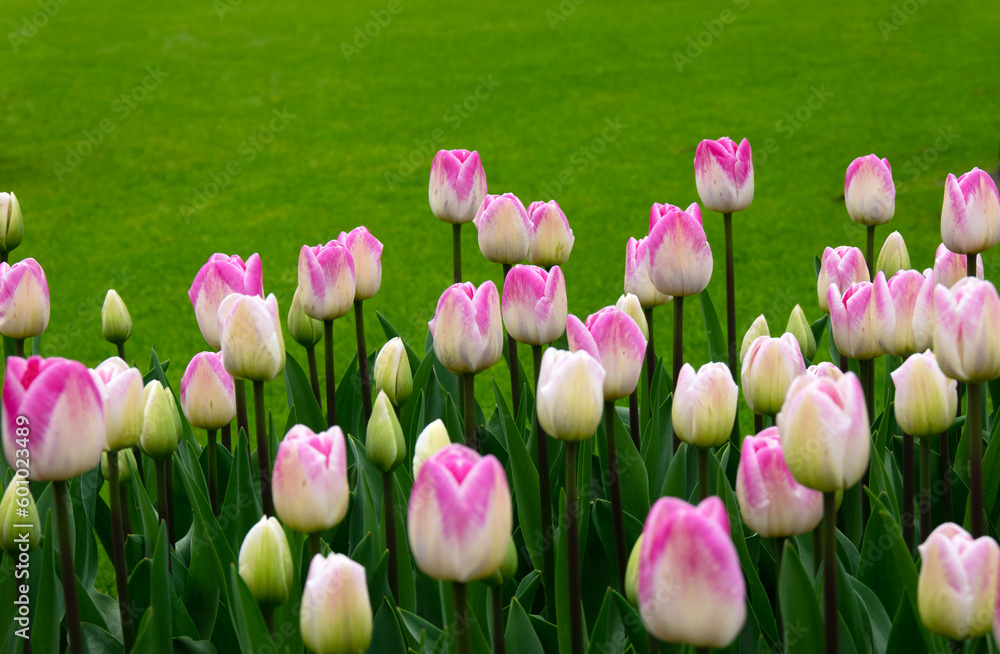 Tulips flower background