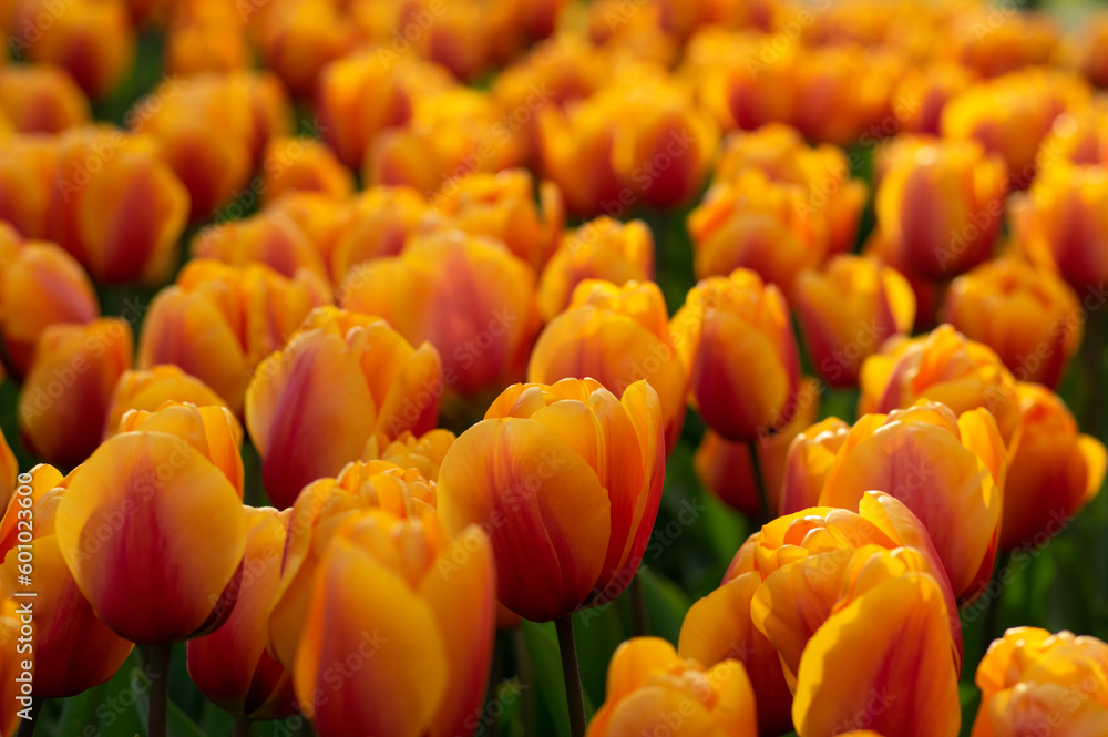 Tulips flower background