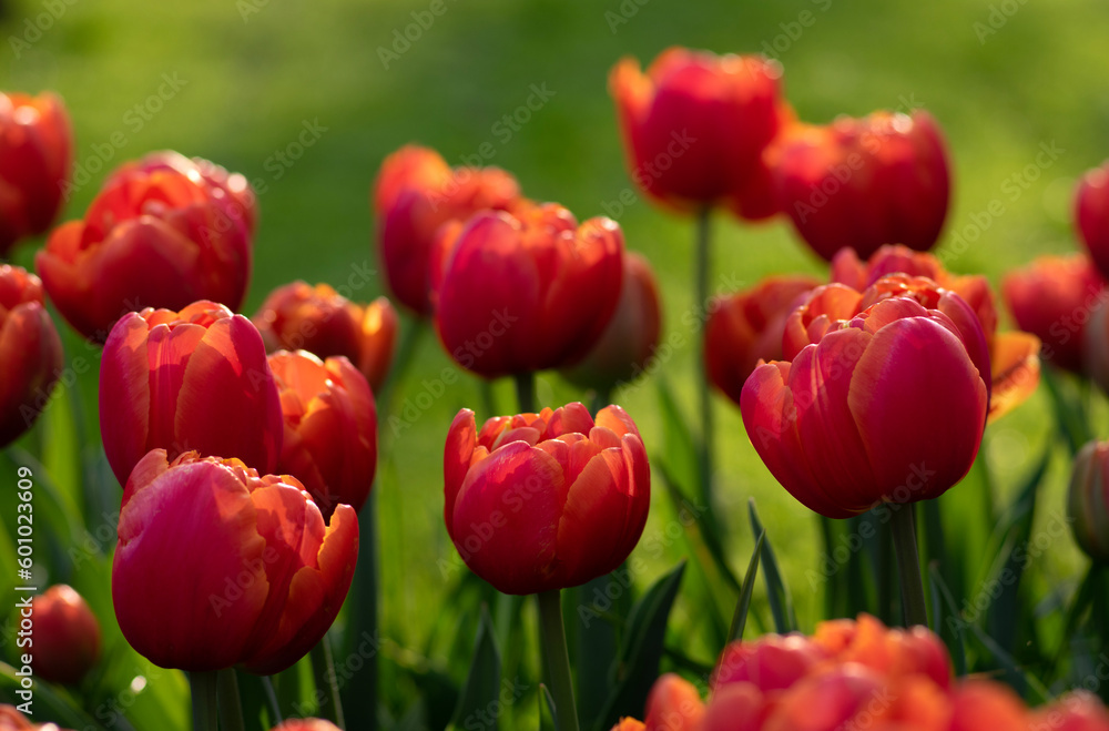 Tulips flower background