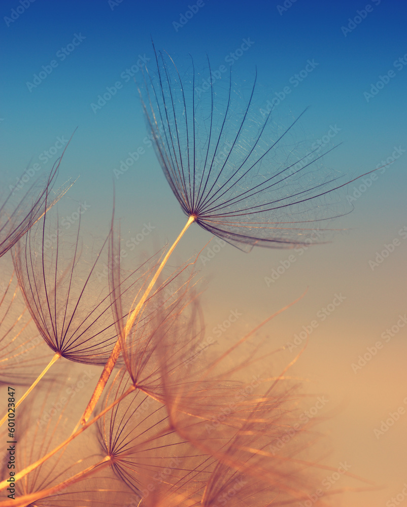 Dandelion flower  abstract background