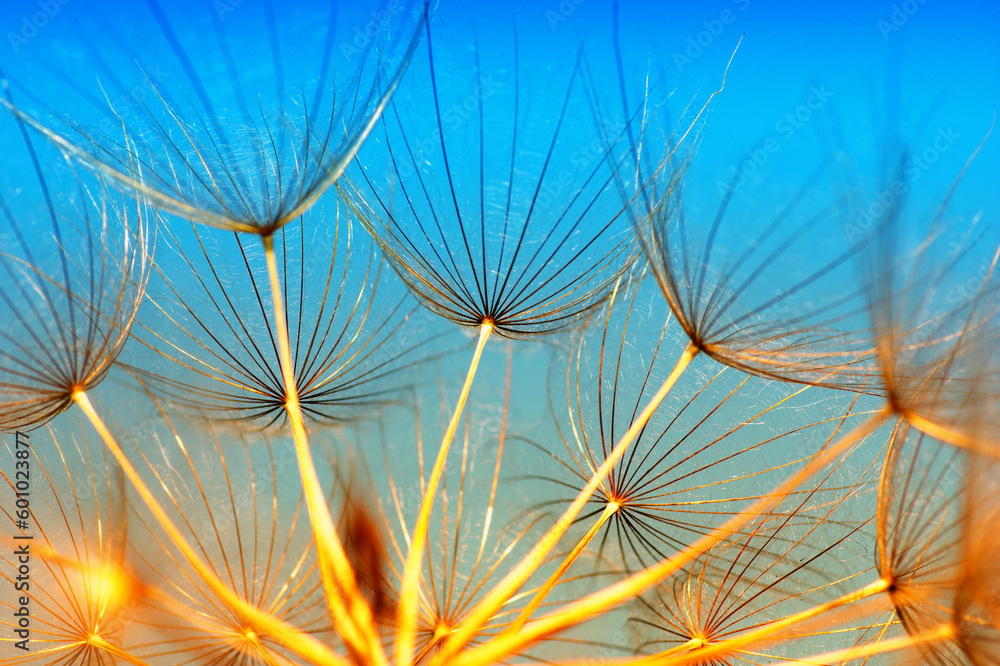 Dandelion flower  abstract background