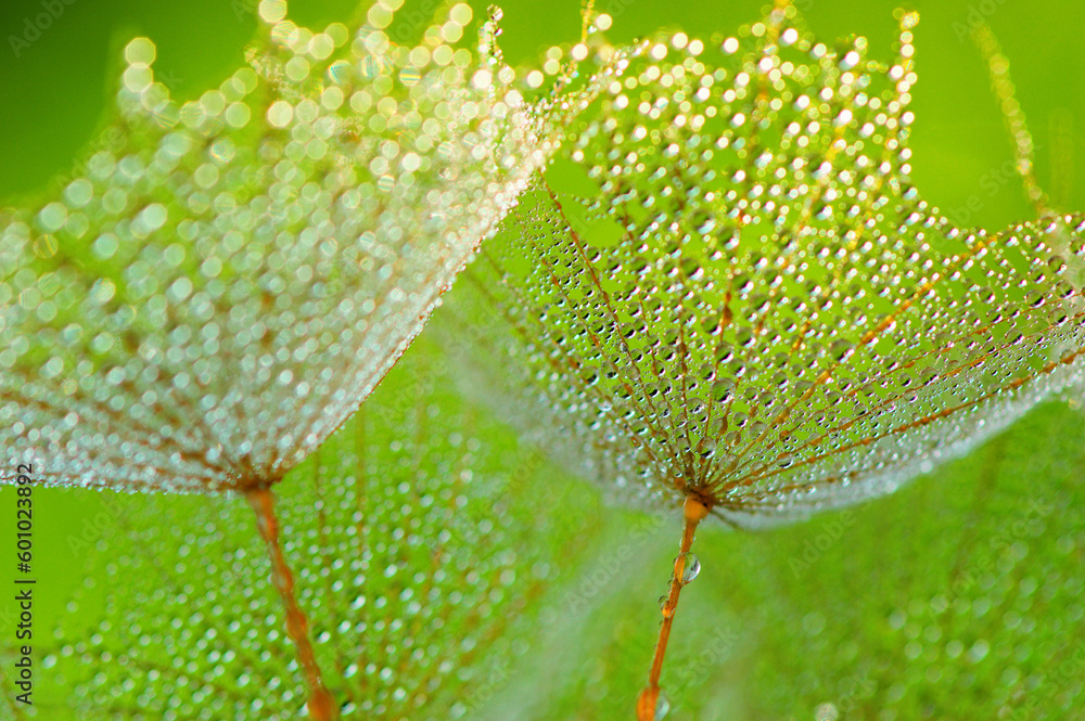 Dandelion flower background in water