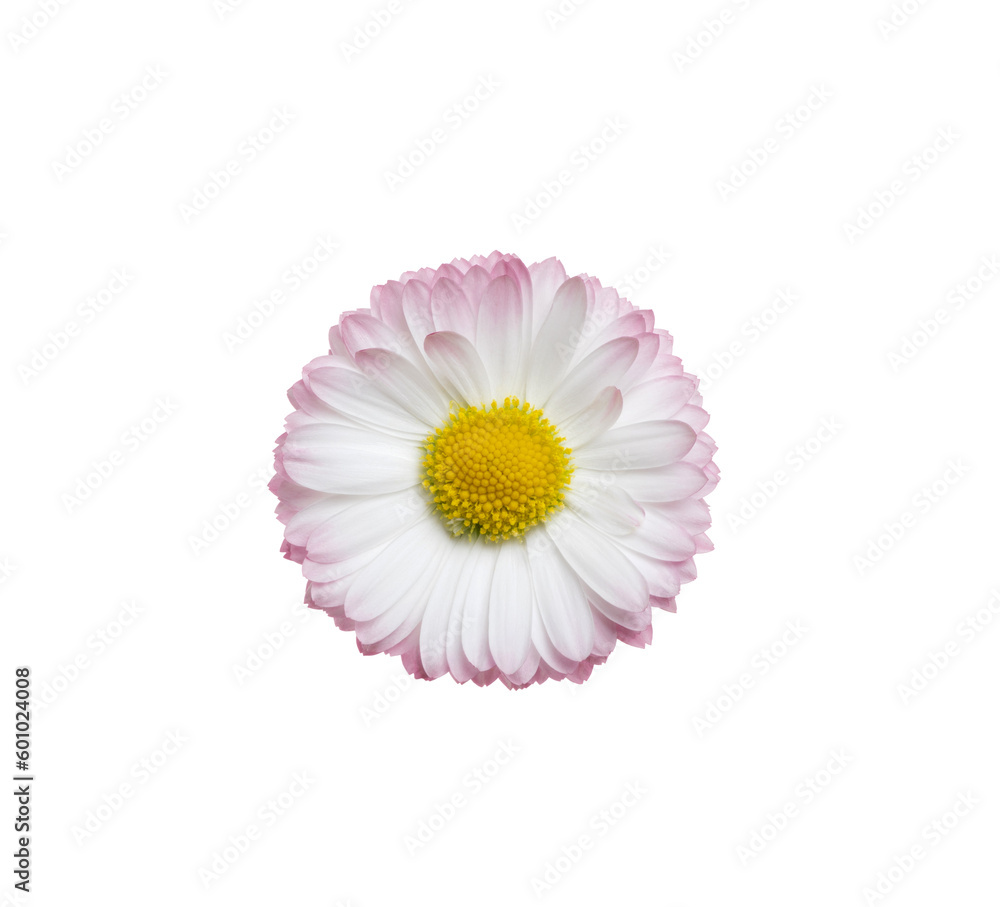 Chamomile or camomile isolated on white