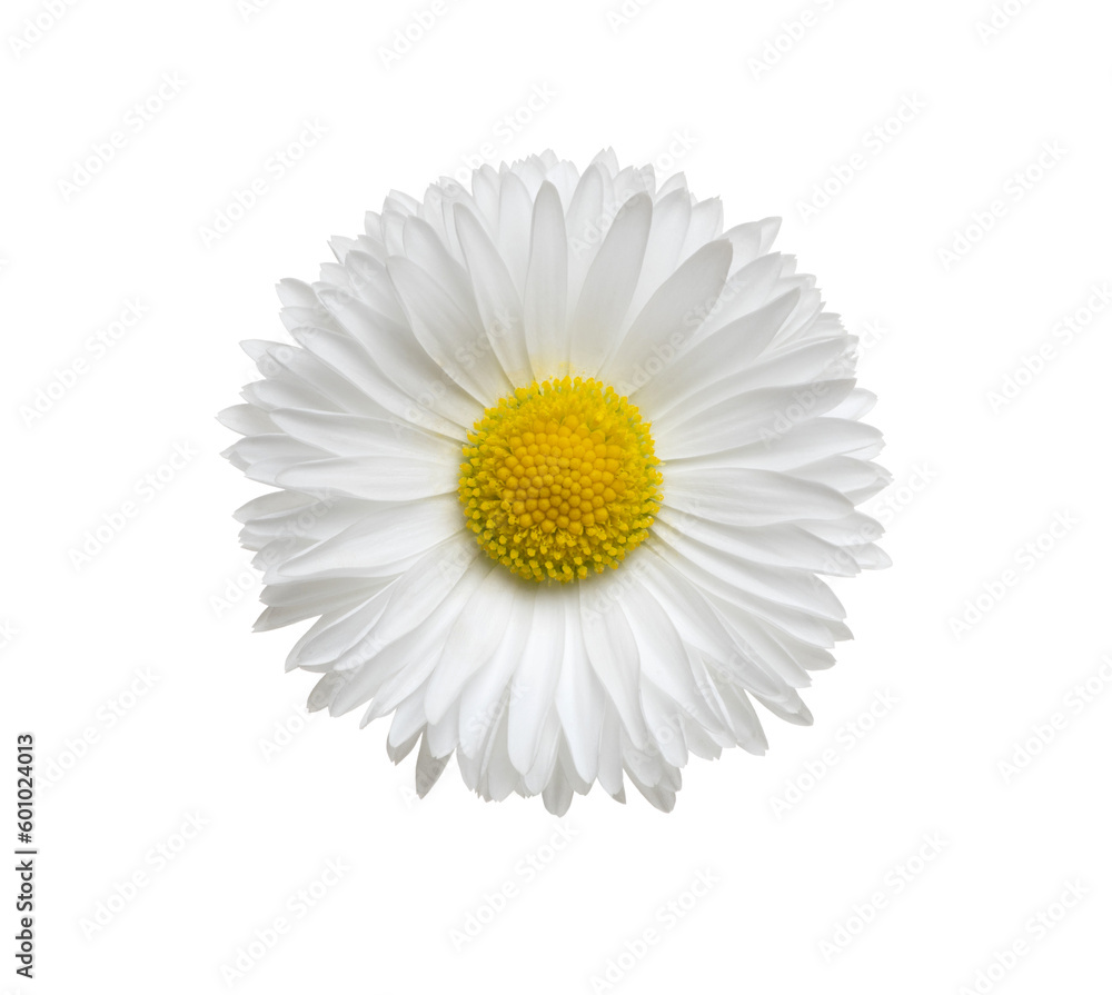 Chamomile or camomile isolated on white