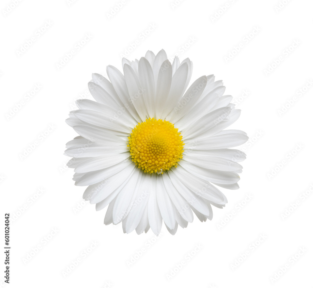 Chamomile or camomile isolated on white