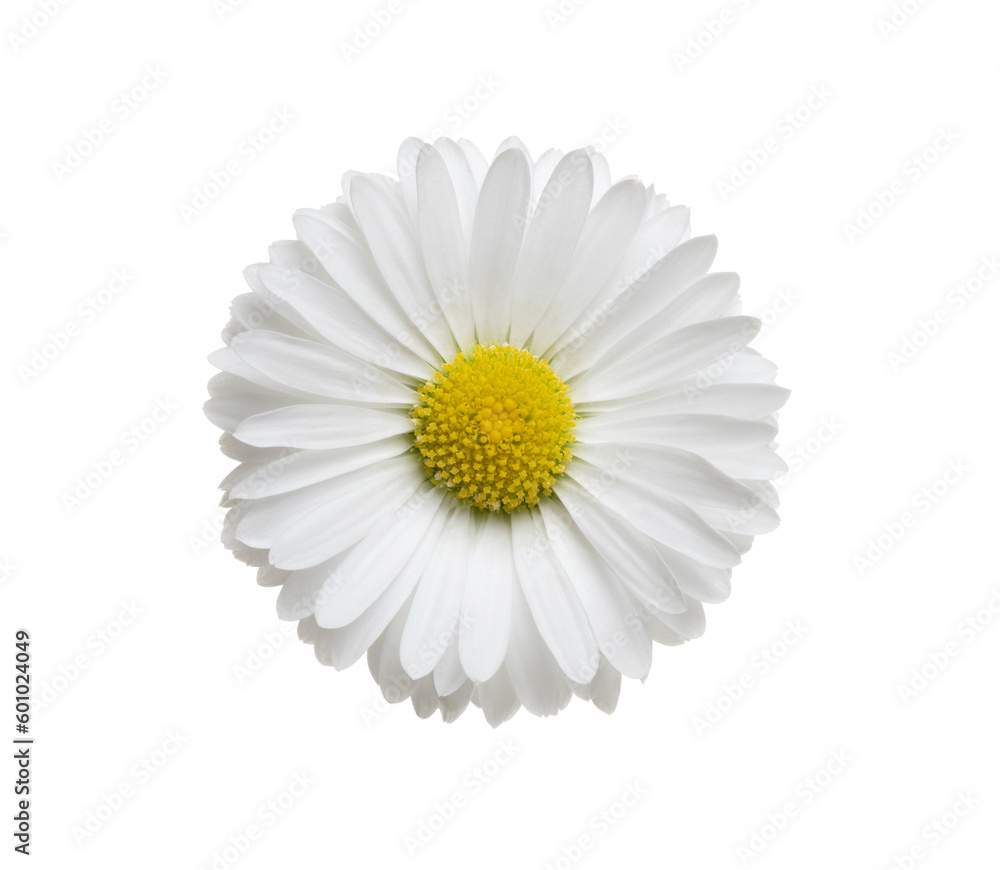 Chamomile or camomile isolated on white