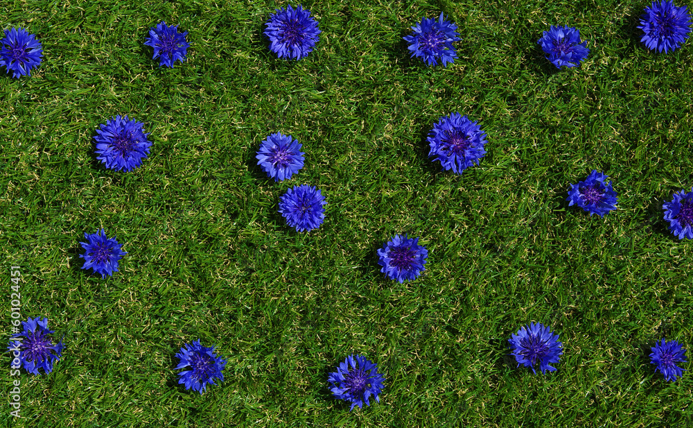 Blue flowers summer field plants on green grass