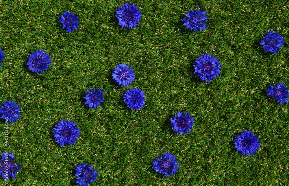 Blue flowers summer field plants on green grass