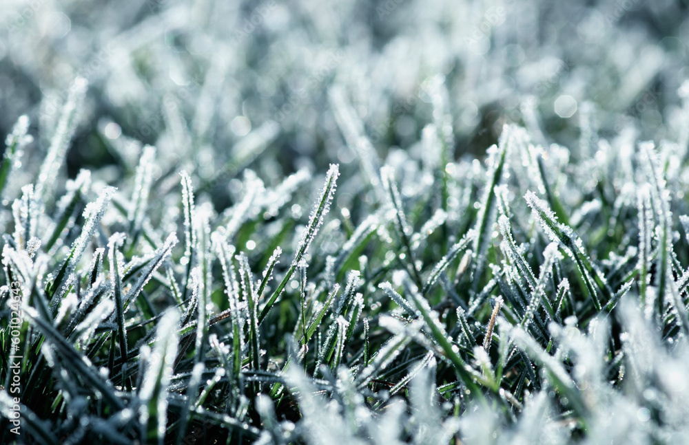 Frost on the plants. Ice grass. Beautiful winter background