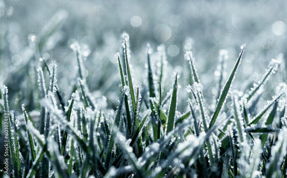 Frost on the plants. Ice grass. Beautiful winter background