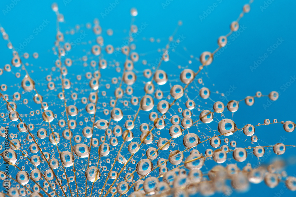 Dandelion flower background in water