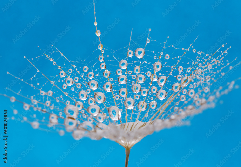 Dandelion flower background in water