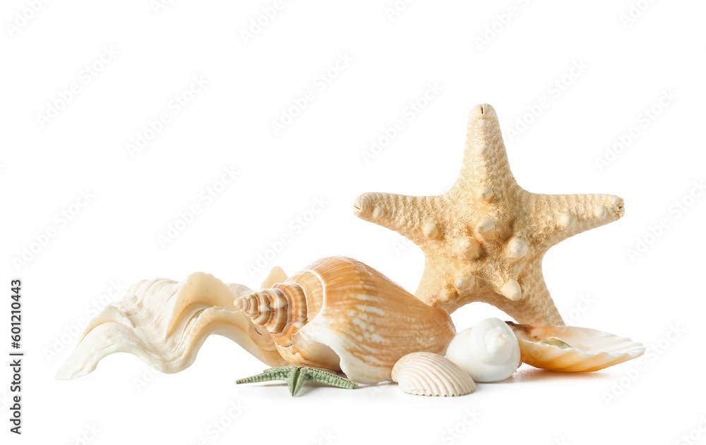 Seashells and starfishes isolated on white background